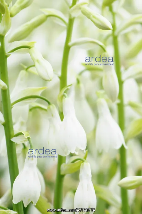 : Summer Hyacinth, Galtonia candicans, closed up showing : Summer Hyacinth, Galtonia candicans, closed up showing
