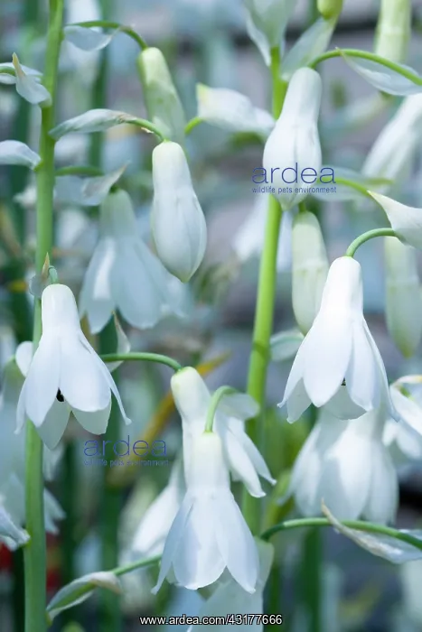 : Summer hyacinth, Galtonia candicans, Pendulous white : Summer hyacinth, Galtonia candicans, Pendulous white