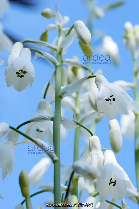 : Summer hyacinth, Galtonia candicans, Pendulous white : Summer hyacinth, Galtonia candicans, Pendulous white