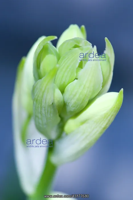 : Summer hyacinth, Galtonia candicans, Pendulous white : Summer hyacinth, Galtonia candicans, Pendulous white