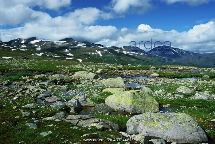 : Summer, Jotunheimen National Park : Summer, Jotunheimen National Park