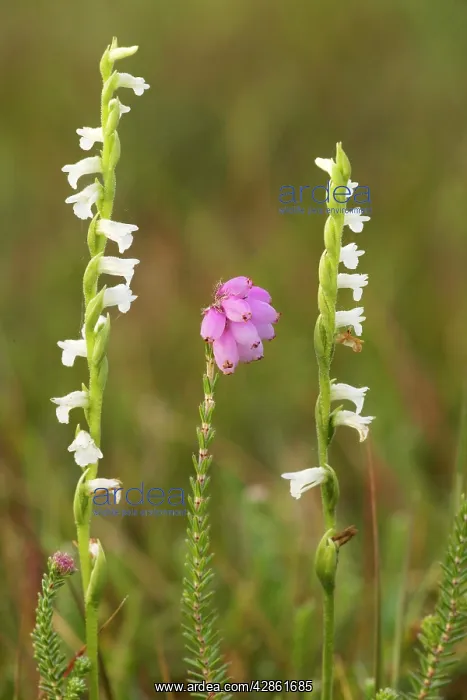 : Summer Ladies Tresses - recently extinct in UK : Summer Ladies Tresses - recently extinct in UK