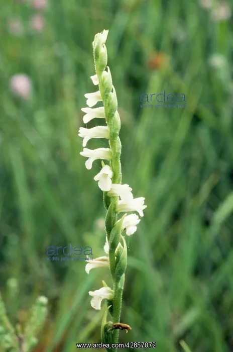 : Summer LadyIs Tresses Orchid : Summer LadyIs Tresses Orchid
