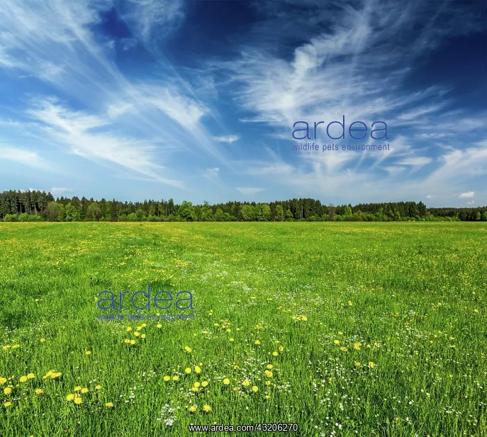 : Summer meadow. Bavaria, Germany, Europe : Summer meadow. Bavaria, Germany, Europe