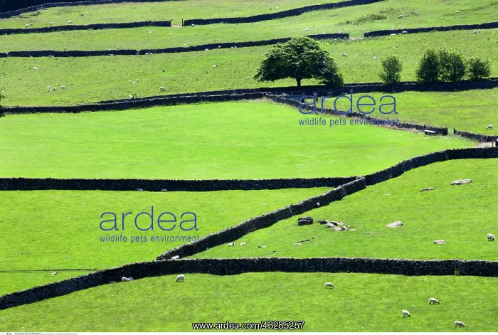  : Summer Meadows in Crummack Dale near Austwick Yorkshire
