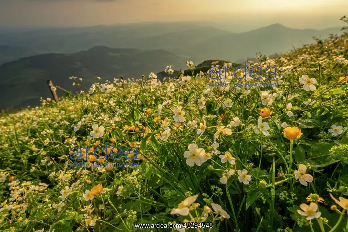 : Summer mountain meadow, with Appenzeller Land in : Summer mountain meadow, with Appenzeller Land in