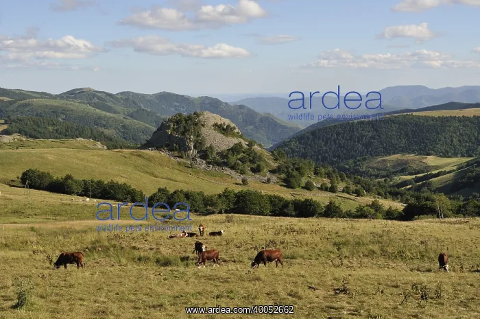 : Summer pasture in Upper Ardeche France : Summer pasture in Upper Ardeche France