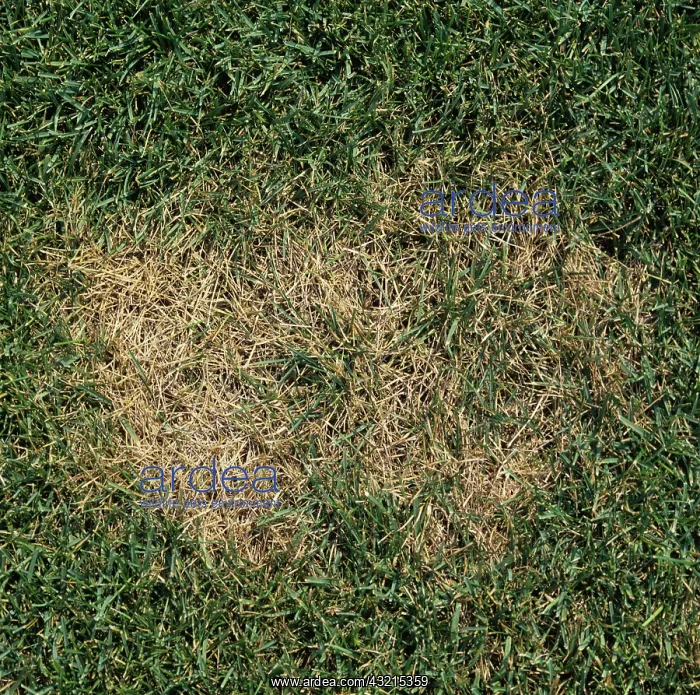 : Summer Patch (Magnaporthe poae) in lawn grass : Summer Patch (Magnaporthe poae) in lawn grass