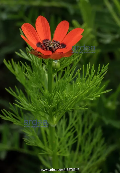  : Summer pheasants-eye, Adonis aestivalis, in flower