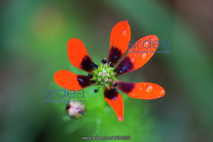 : Summer pheasants-eye, single flower in detail : Summer pheasants-eye, single flower in detail