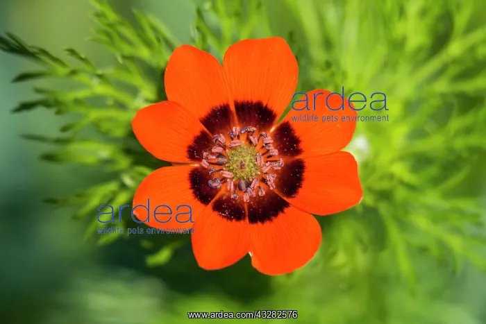  : Summer pheasants-eye, single flower in detail