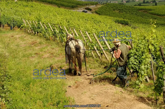 : Summer plowing with horse and plow in the Alsace wine : Summer plowing with horse and plow in the Alsace wine