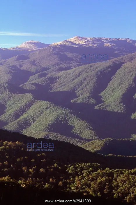 : Summer scene, with Mount Kosciuszko on horizon : Summer scene, with Mount Kosciuszko on horizon