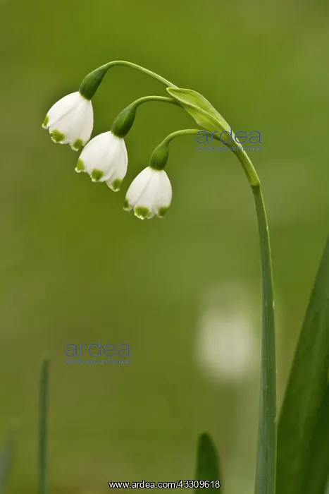 : Summer Snowflake : Summer Snowflake