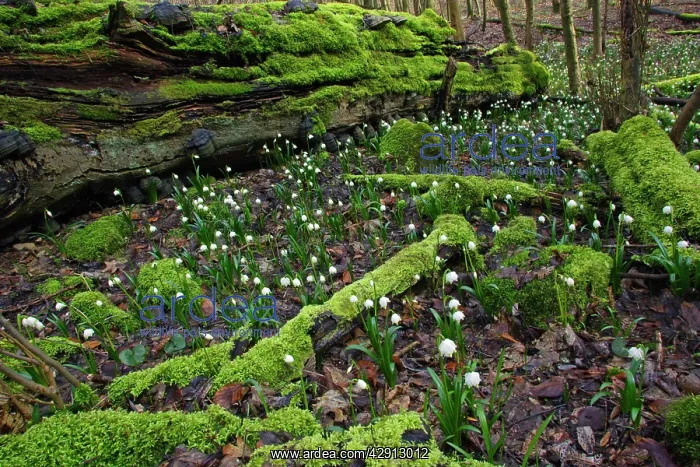 : Summer Snowflake - flowering in deciduous woodland : Summer Snowflake - flowering in deciduous woodland
