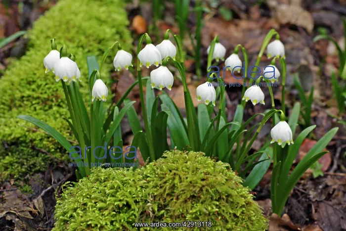: Summer Snowflake - flowering in deciduous woodland : Summer Snowflake - flowering in deciduous woodland