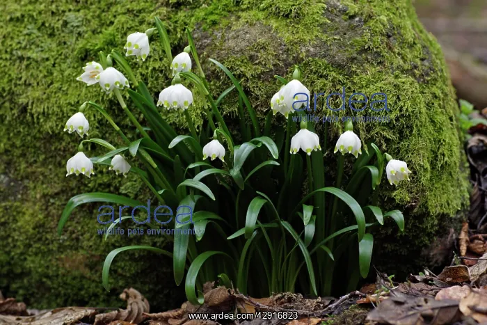  : Summer Snowflake - flowering in deciduous woodland