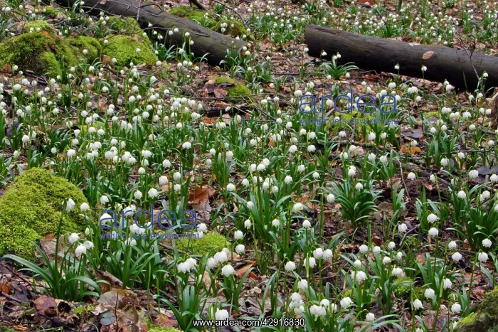: Summer Snowflake - flowering in deciduous woodland : Summer Snowflake - flowering in deciduous woodland