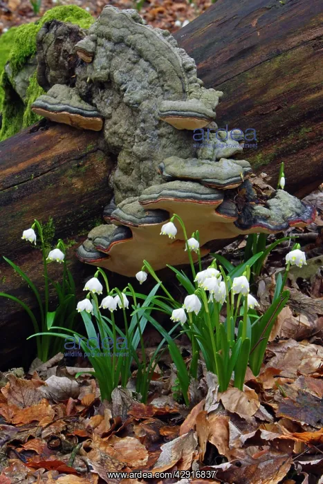 : Summer Snowflake - flowering in deciduous woodland : Summer Snowflake - flowering in deciduous woodland