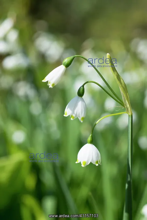 : Summer snowflake, Leucojum aestivum, Side view of : Summer snowflake, Leucojum aestivum, Side view of