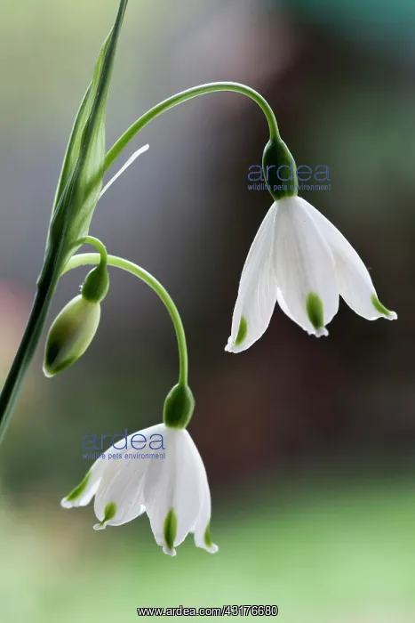 : Summer snowflake, Leucojum aestivum, Side view of : Summer snowflake, Leucojum aestivum, Side view of