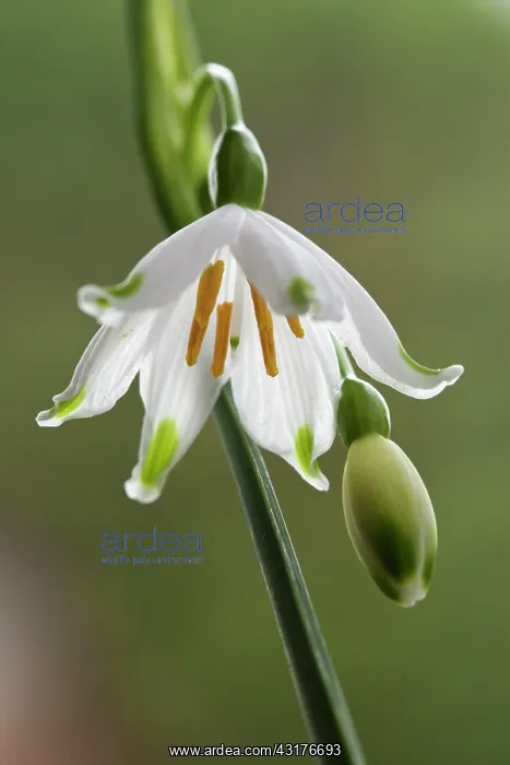 : Summer snowflake, Leucojum aestivum, Front view : Summer snowflake, Leucojum aestivum, Front view