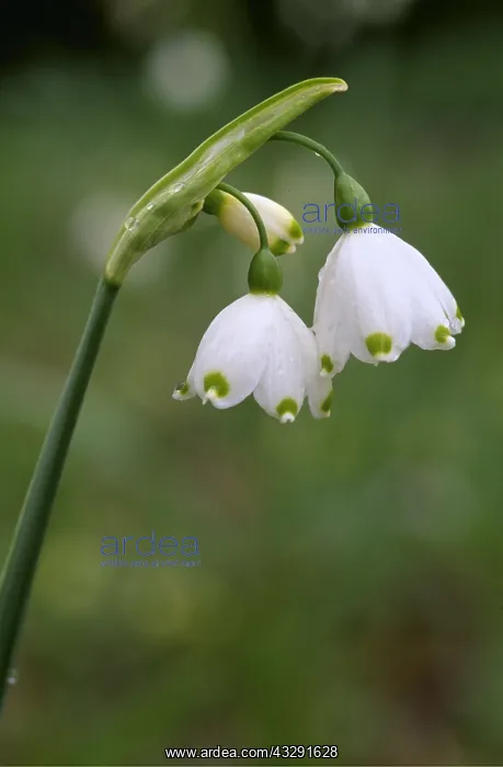 : SUMMER SNOWFLAKE / Loddon Lily - x two : SUMMER SNOWFLAKE / Loddon Lily - x two