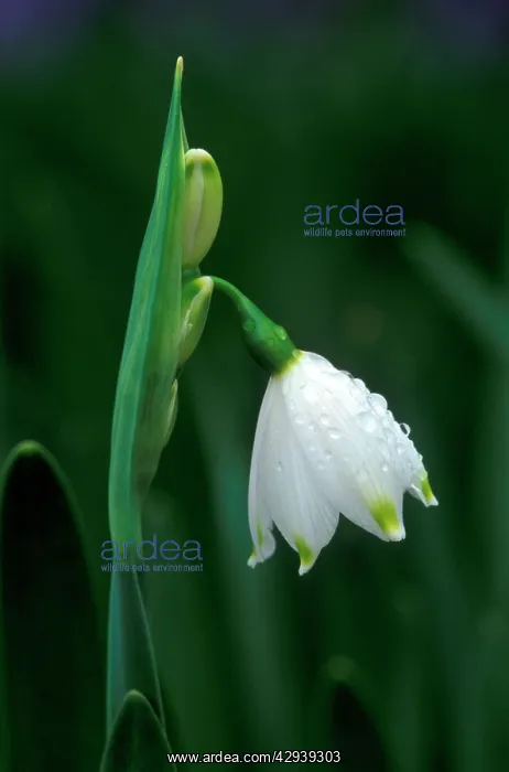 : Summer Snowflake - March : Summer Snowflake - March