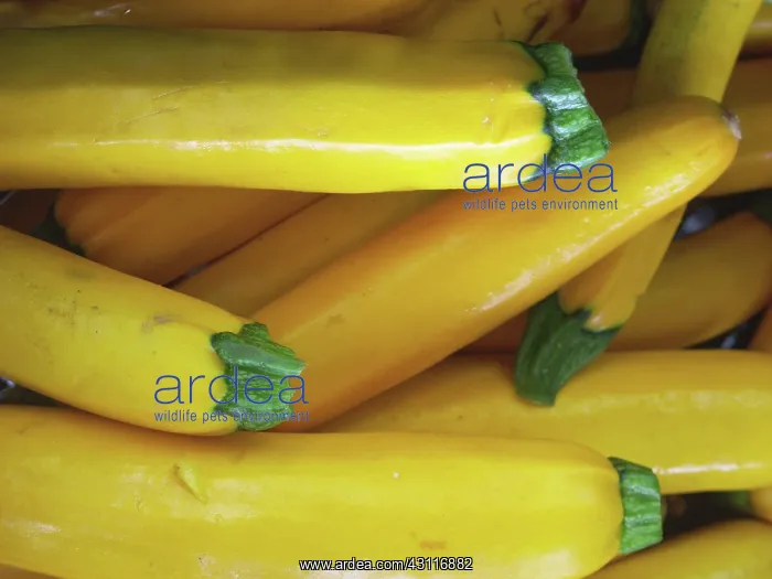 : Summer Squash : Summer Squash