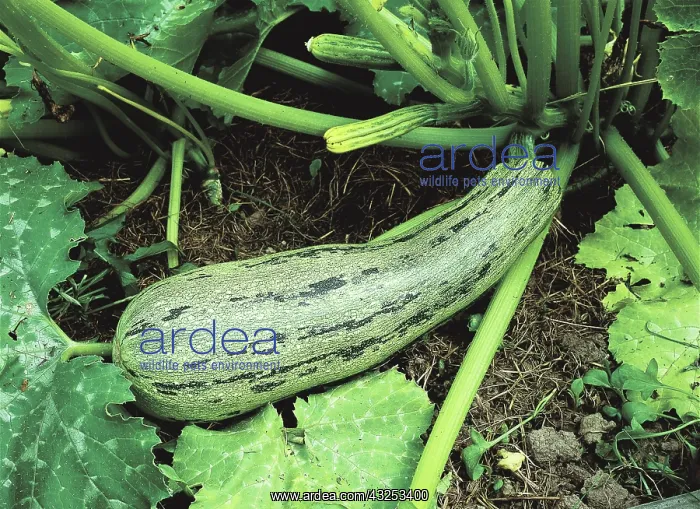  : Summer squash