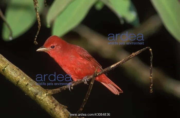 : Summer Tanager : Summer Tanager
