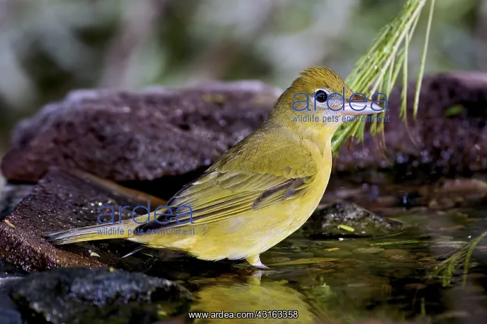 : Summer Tanager Female in water : Summer Tanager Female in water