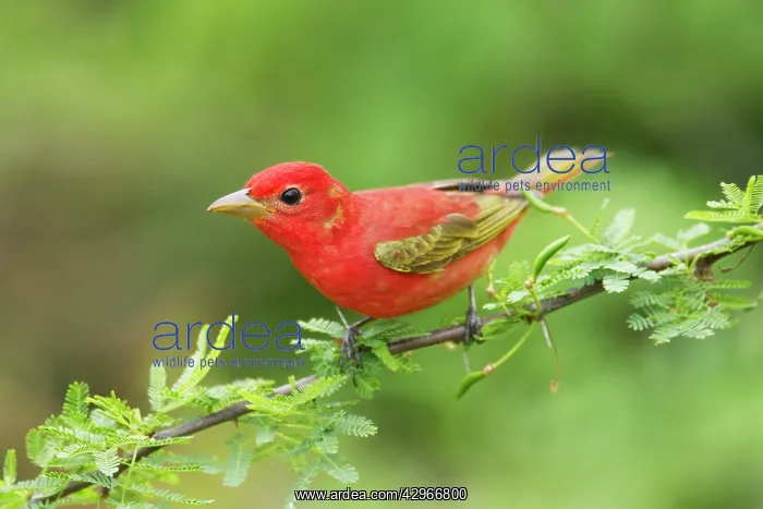 : Summer Tanager - male : Summer Tanager - male