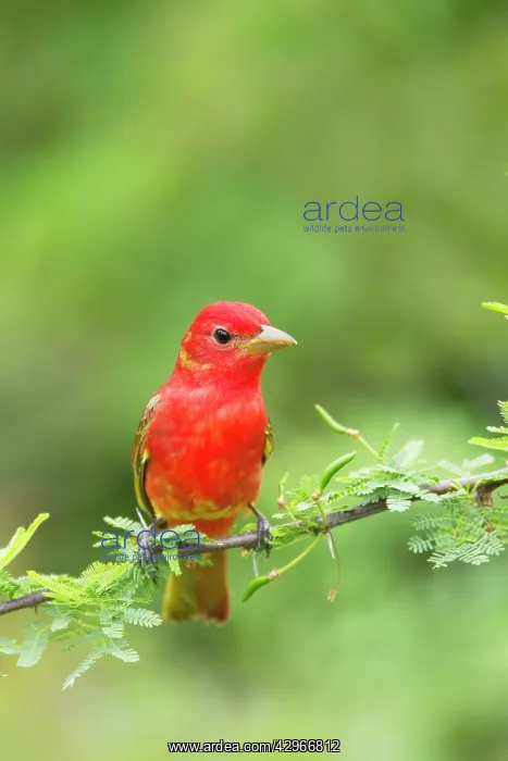 : Summer Tanager - male : Summer Tanager - male