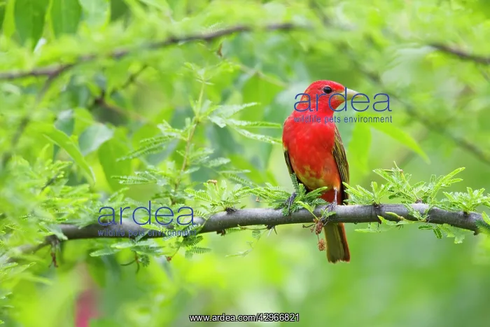 : Summer Tanager - male : Summer Tanager - male