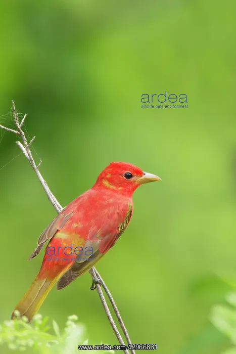 : Summer Tanager - male : Summer Tanager - male