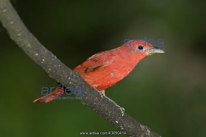 : Summer Tanager Male Perched-Ecuador : Summer Tanager Male Perched-Ecuador