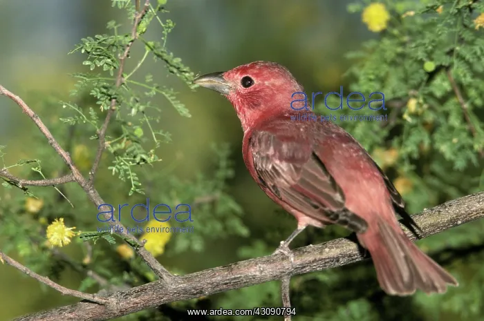 : Summer Tanager (Piranga rubra) : Summer Tanager (Piranga rubra)