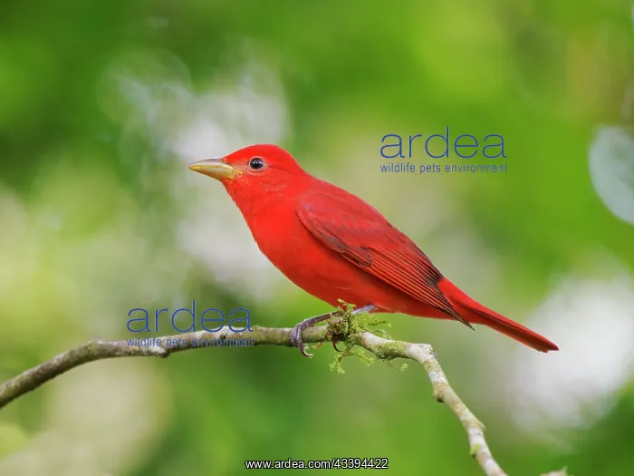 : Summer Tanager Piranga rubra : Summer Tanager Piranga rubra