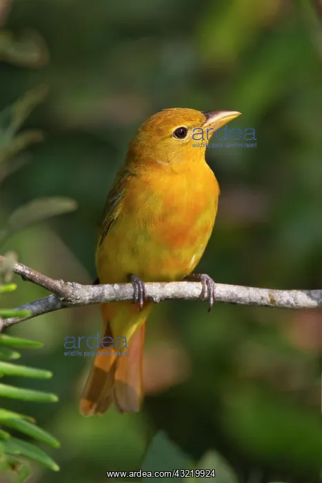 : Summer Tanager (Piranga rubra) female perched : Summer Tanager (Piranga rubra) female perched