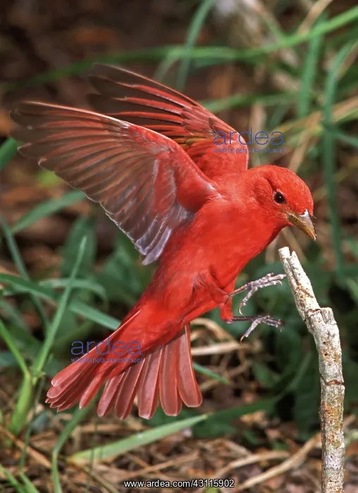 : Summer Tanager (Piranga rubra) landing : Summer Tanager (Piranga rubra) landing