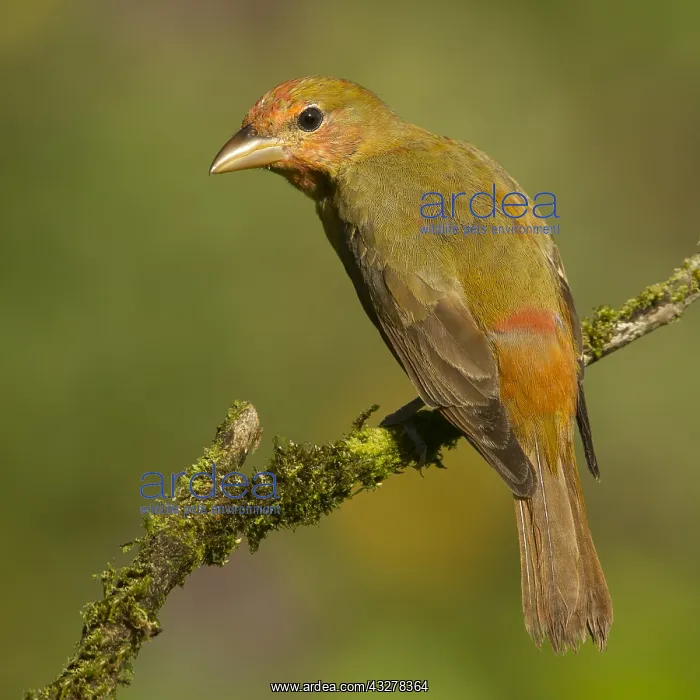 : Summer Tanager (Piranga rubra) male molting, Co : Summer Tanager (Piranga rubra) male molting, Co