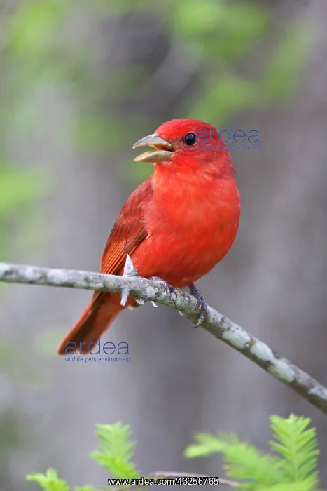 : Summer Tanager (Piranga rubra) male on perch : Summer Tanager (Piranga rubra) male on perch