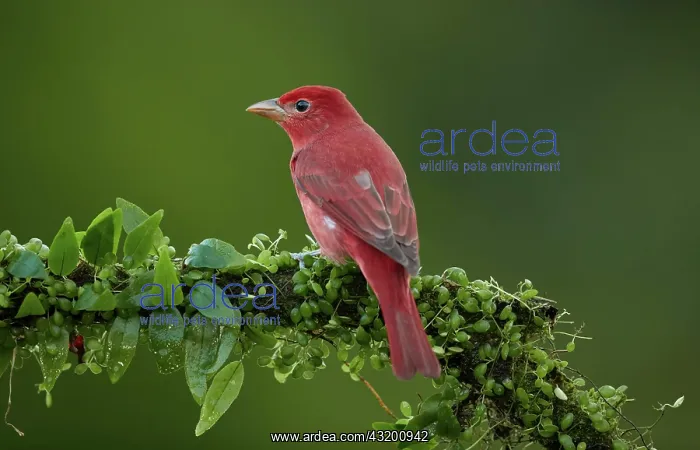 : Summer Tanager (Piranga rubra) on an overgrown branch : Summer Tanager (Piranga rubra) on an overgrown branch