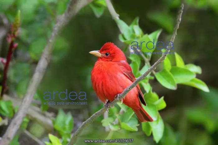 : Summer Tanager (Piranga rubra) perched : Summer Tanager (Piranga rubra) perched