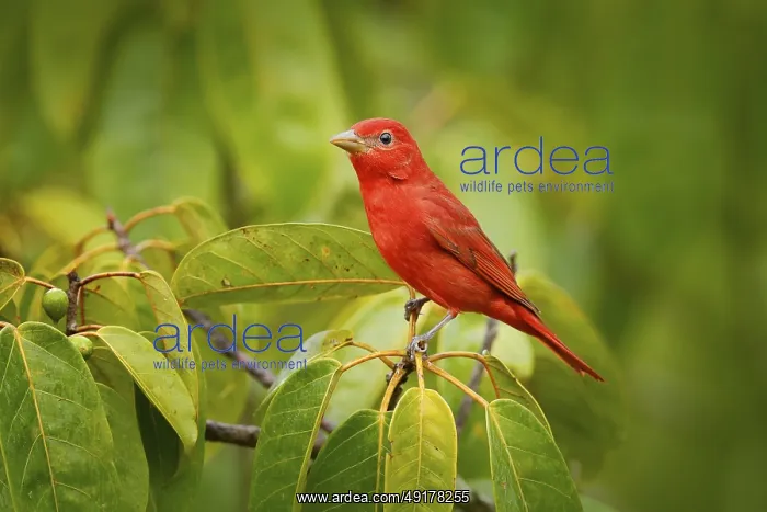 : Summer Tanager, Piranga rubra, red bird in the nature habitat : Summer Tanager, Piranga rubra, red bird in the nature habitat