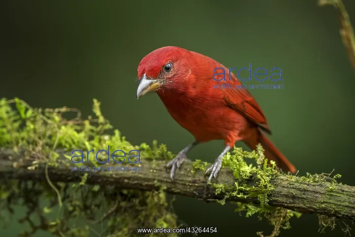 : Summer Tanager (Piranga rubra) Valle del Cauca, Colombia : Summer Tanager (Piranga rubra) Valle del Cauca, Colombia