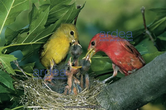 : Summer Tanagers : Summer Tanagers