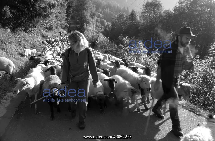 : Summer transhumance of a herd of ewes Alps France : Summer transhumance of a herd of ewes Alps France