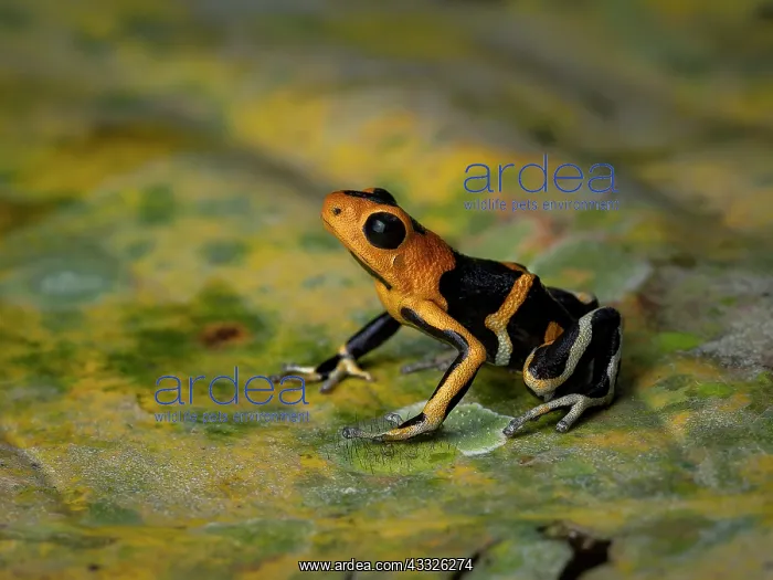  : Summer?s Poison-frog (Ameerega summersi), Peru